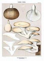 Pleurote en forme d'huître. Dessin d'identification. Cliquer pour agrandir l'image.