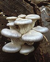 Pleurote en forme d'huître. Cliquer pour agrandir l'image.