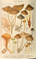 Pleurotes. Planche Ricken 111. Cliquer pour agrandir l'image.