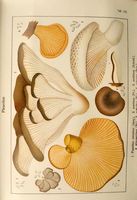 Pleurotes. Planche Ricken 112. Cliquer pour agrandir l'image.