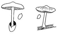 Plutéacées. Cliquer pour agrandir l'image.