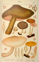Plutées. Planche Ricken 71. Cliquer pour agrandir l'image.