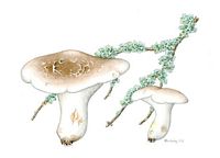 Polypore des brebis. Dessin. Cliquer pour agrandir l'image.