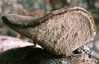 Polypore du bouleau. Cliquer pour agrandir l'image.