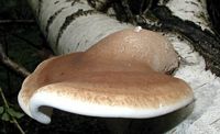 Polypore du bouleau. Cliquer pour agrandir l'image.