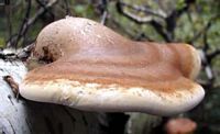 Polypore du bouleau. Cliquer pour agrandir l'image.