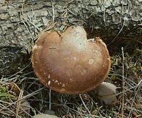Polypore du bouleau. Cliquer pour agrandir l'image.