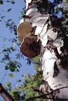 Polypore du bouleau. Cliquer pour agrandir l'image.