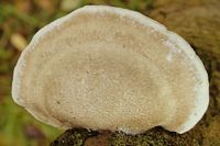 Polypore du bouleau. Cliquer pour agrandir l'image.