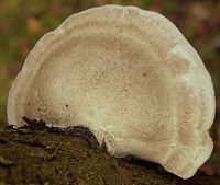 Polypore du bouleau. Cliquer pour agrandir l'image.