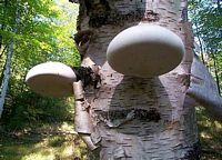 Polypore du bouleau. Cliquer pour agrandir l'image.