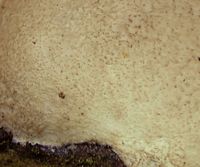 Polypore du bouleau. Surface. Cliquer pour agrandir l'image.