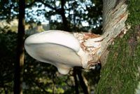 Polypore du bouleau. Cliquer pour agrandir l'image.