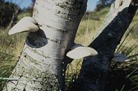 Polypore du bouleau. Cliquer pour agrandir l'image.