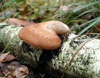 Polypore du bouleau. Cliquer pour agrandir l'image.