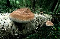 Polypore du bouleau. Cliquer pour agrandir l'image.