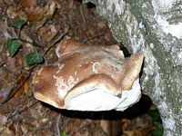 Polypore du bouleau. Cliquer pour agrandir l'image.