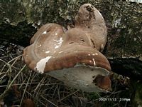 Polypore du bouleau. Cliquer pour agrandir l'image.