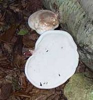 Polypore du bouleau. Cliquer pour agrandir l'image.