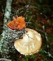 Polypore du bouleau. Cliquer pour agrandir l'image.