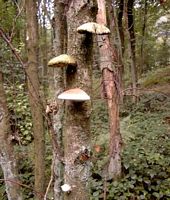 Polypore du bouleau. Cliquer pour agrandir l'image.