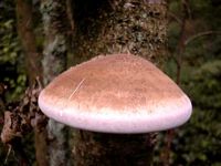 Polypore du bouleau. Cliquer pour agrandir l'image.