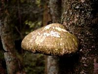 Polypore du bouleau. Cliquer pour agrandir l'image.