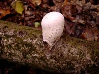 Polypore du bouleau. Cliquer pour agrandir l'image.