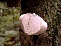 Polypore du bouleau. Cliquer pour agrandir l'image.