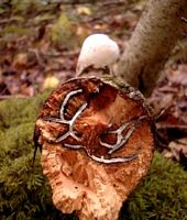Polypore du bouleau. Cliquer pour agrandir l'image.