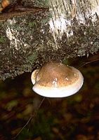 Polypore du bouleau. Cliquer pour agrandir l'image.