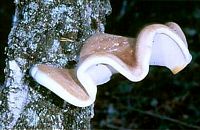 Polypore du bouleau. Festonné. Cliquer pour agrandir l'image.