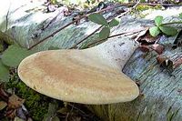 Polypore du bouleau. Cliquer pour agrandir l'image.
