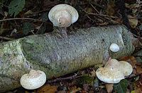 Polypore du bouleau. Cliquer pour agrandir l'image.