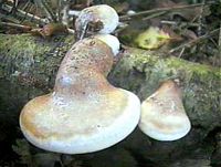 Polypore du bouleau. Cliquer pour agrandir l'image.
