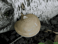 Polypore du bouleau. Cliquer pour agrandir l'image.