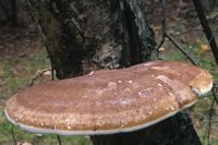 Polypore du bouleau. Cliquer pour agrandir l'image.