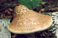 Polypore du bouleau. Cliquer pour agrandir l'image.