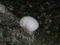 Polypore du bouleau. Cliquer pour agrandir l'image.