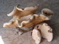 Polypore du bouleau. Cliquer pour agrandir l'image.