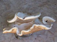 Polypore du bouleau. Cliquer pour agrandir l'image.