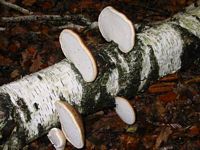 Polypore du bouleau. Cliquer pour agrandir l'image.