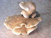 Polypore du bouleau. Cliquer pour agrandir l'image.