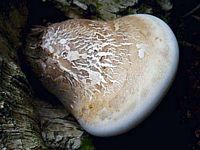 Polypore du bouleau. Cliquer pour agrandir l'image.