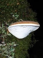 Polypore du bouleau. Les Roches. Cliquer pour agrandir l'image.