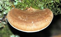 Polypore du bouleau. Les Roches. Cliquer pour agrandir l'image.