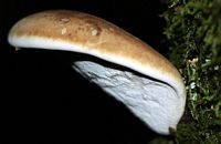 Polypore du bouleau. Les Roches. Cliquer pour agrandir l'image.