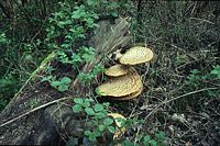 Polypore écailleux. Cliquer pour agrandir l'image.