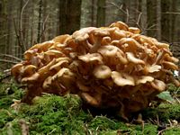 Polypore en ombelle. Cliquer pour agrandir l'image.