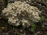 Polypore en ombelle. Cliquer pour agrandir l'image.